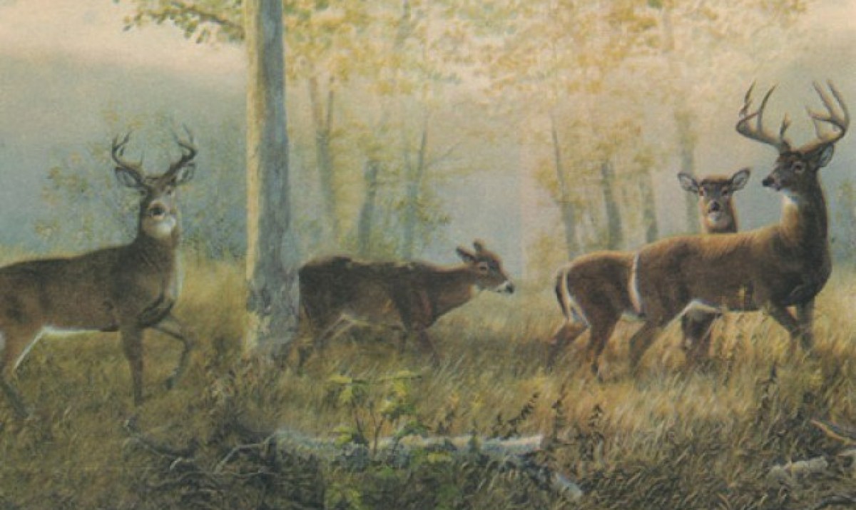 Northwoods Forest Deer With Green Edge Wallpaper Border - Deer , HD Wallpaper & Backgrounds