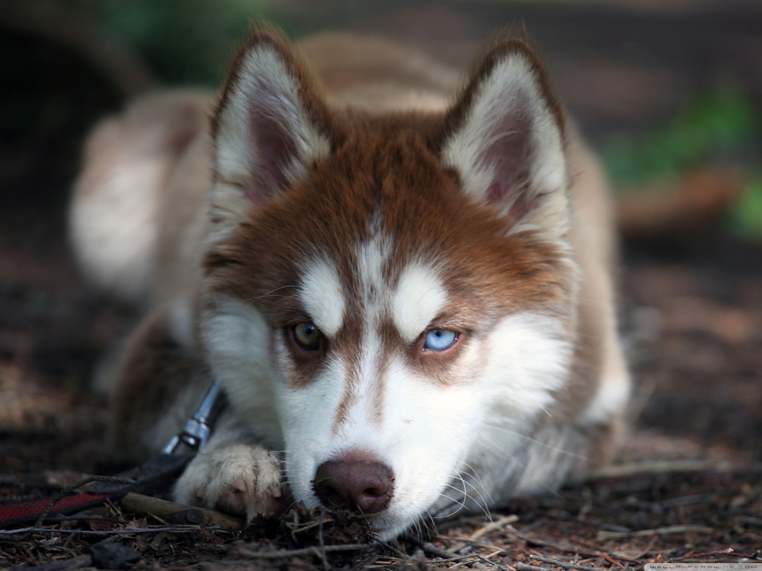 Husky Hd Wallpaper - Blue Eyed Husky Hd , HD Wallpaper & Backgrounds