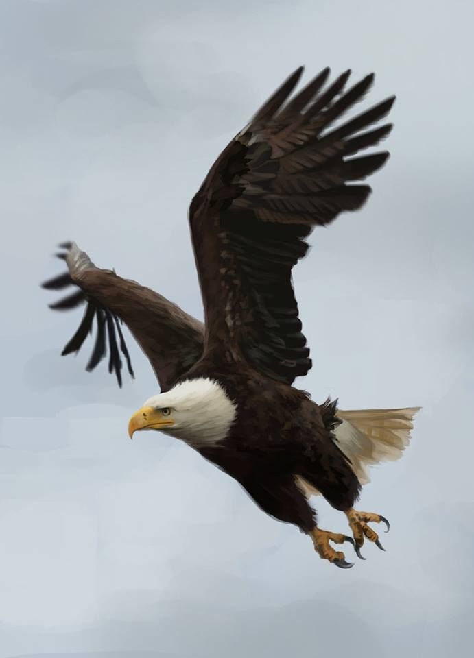 Flying Eagle - Bald Eagle , HD Wallpaper & Backgrounds