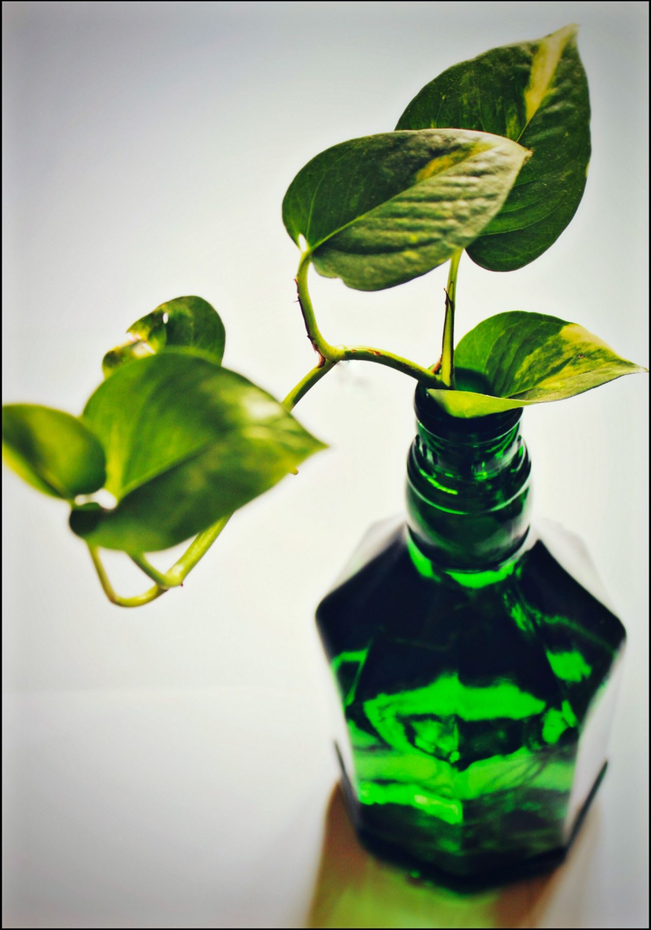 Money Plant In Green Bottle Wallpaper In 1280p - Money Plant In Water Bottle , HD Wallpaper & Backgrounds