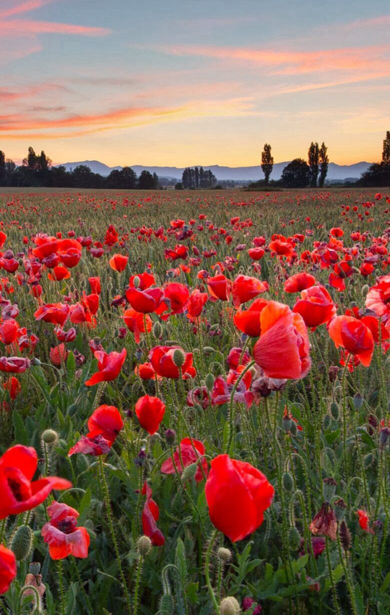 Remembrance Day Remembrance Sunday, Iphone 6 Wallpaper, - Remembrance Day Iphone , HD Wallpaper & Backgrounds