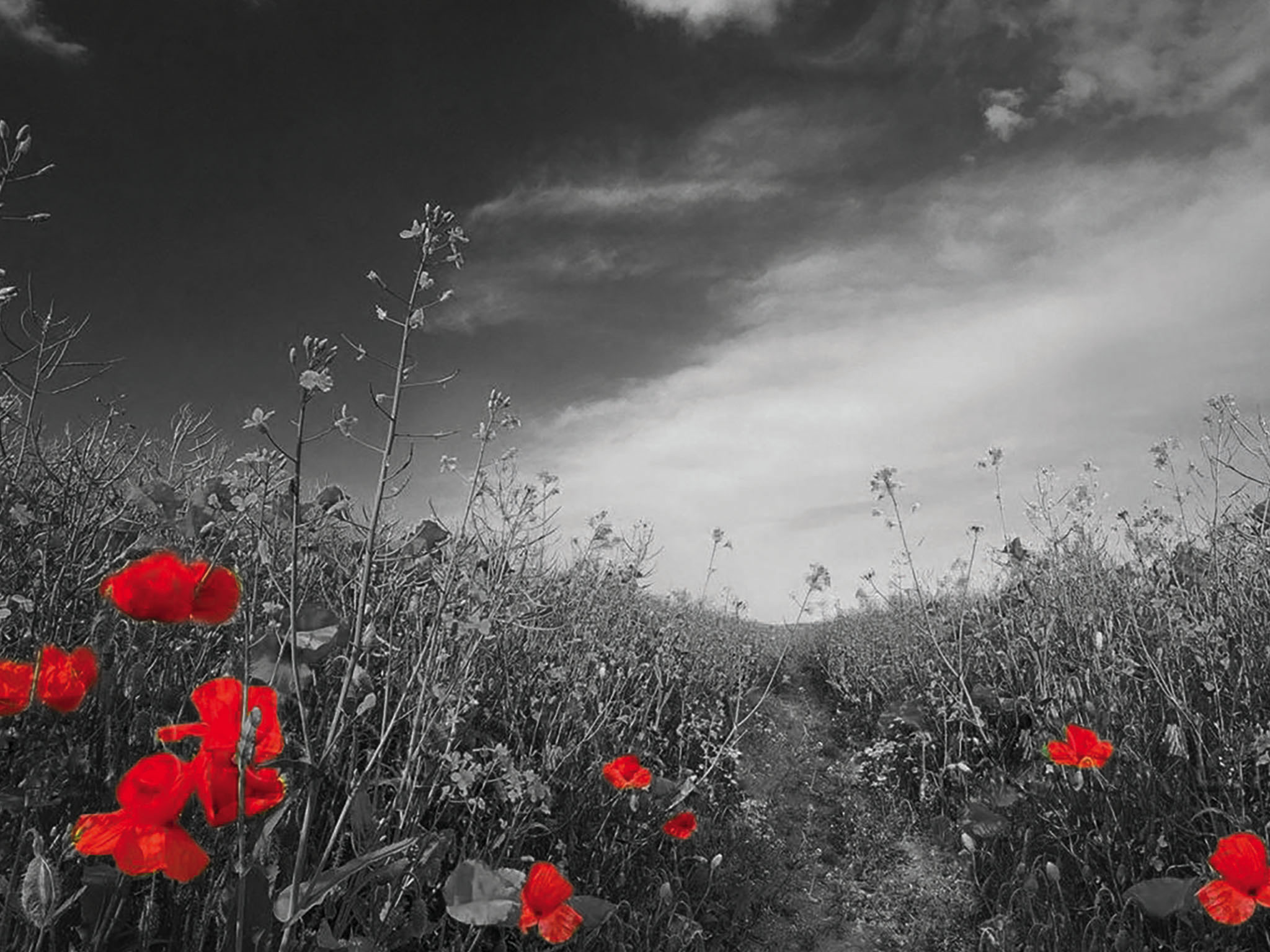 Event - Remembrance Day - World War Two Poppy , HD Wallpaper & Backgrounds