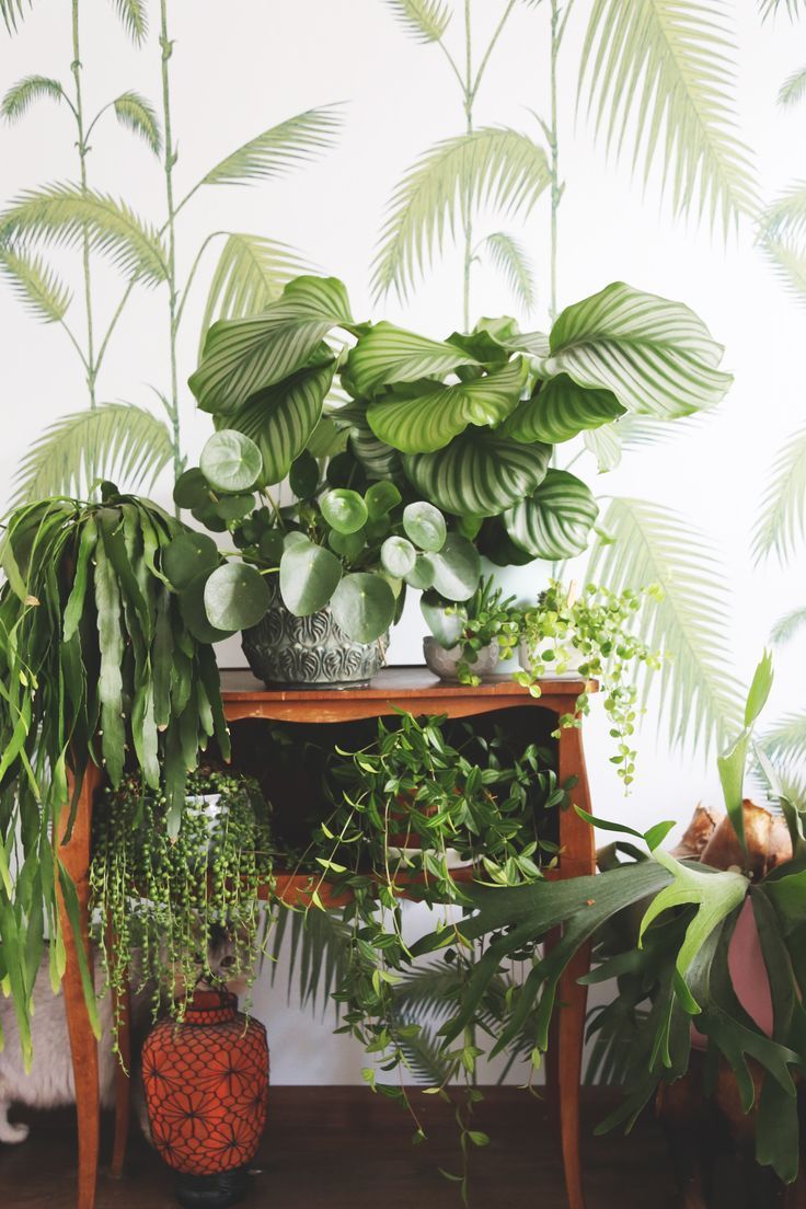 Low Maintenance Balcony Plants Where To Place Feng
