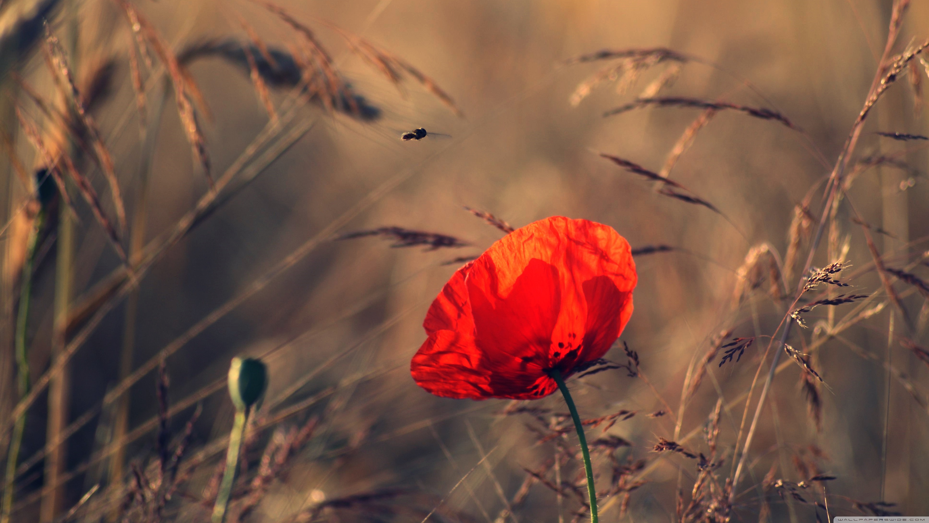 Poppy Wallpaper Remembrance Day , HD Wallpaper & Backgrounds