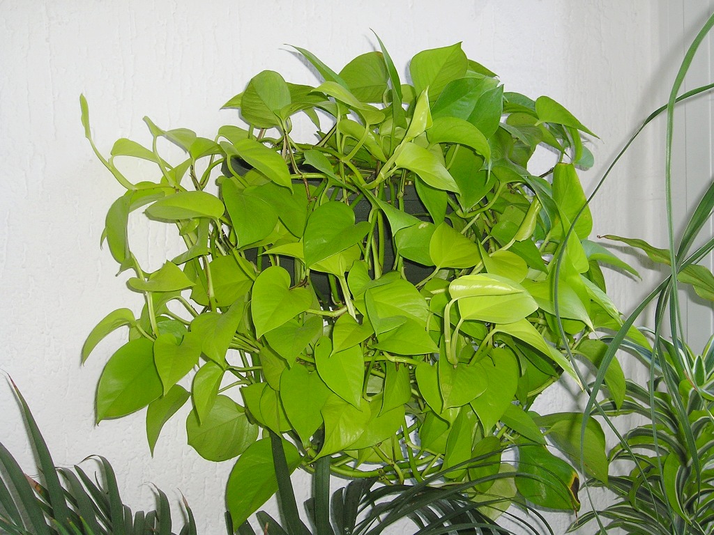 Epipremnum Plants That Detox - Should You Repot A Pothos , HD Wallpaper & Backgrounds