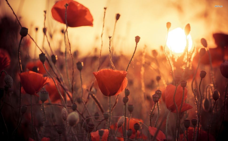 Poppies In The Sunset Hd Wallpaper - Facebook Poppy Flower Cover , HD Wallpaper & Backgrounds