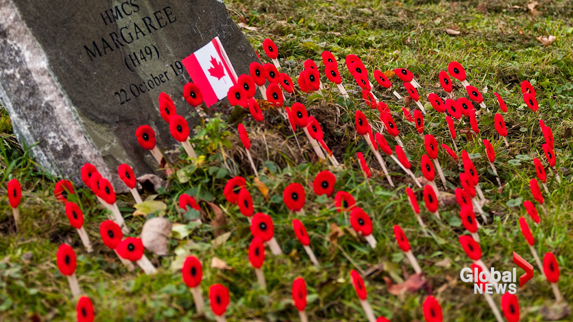 Remembrance Day Quiz - Poppy , HD Wallpaper & Backgrounds