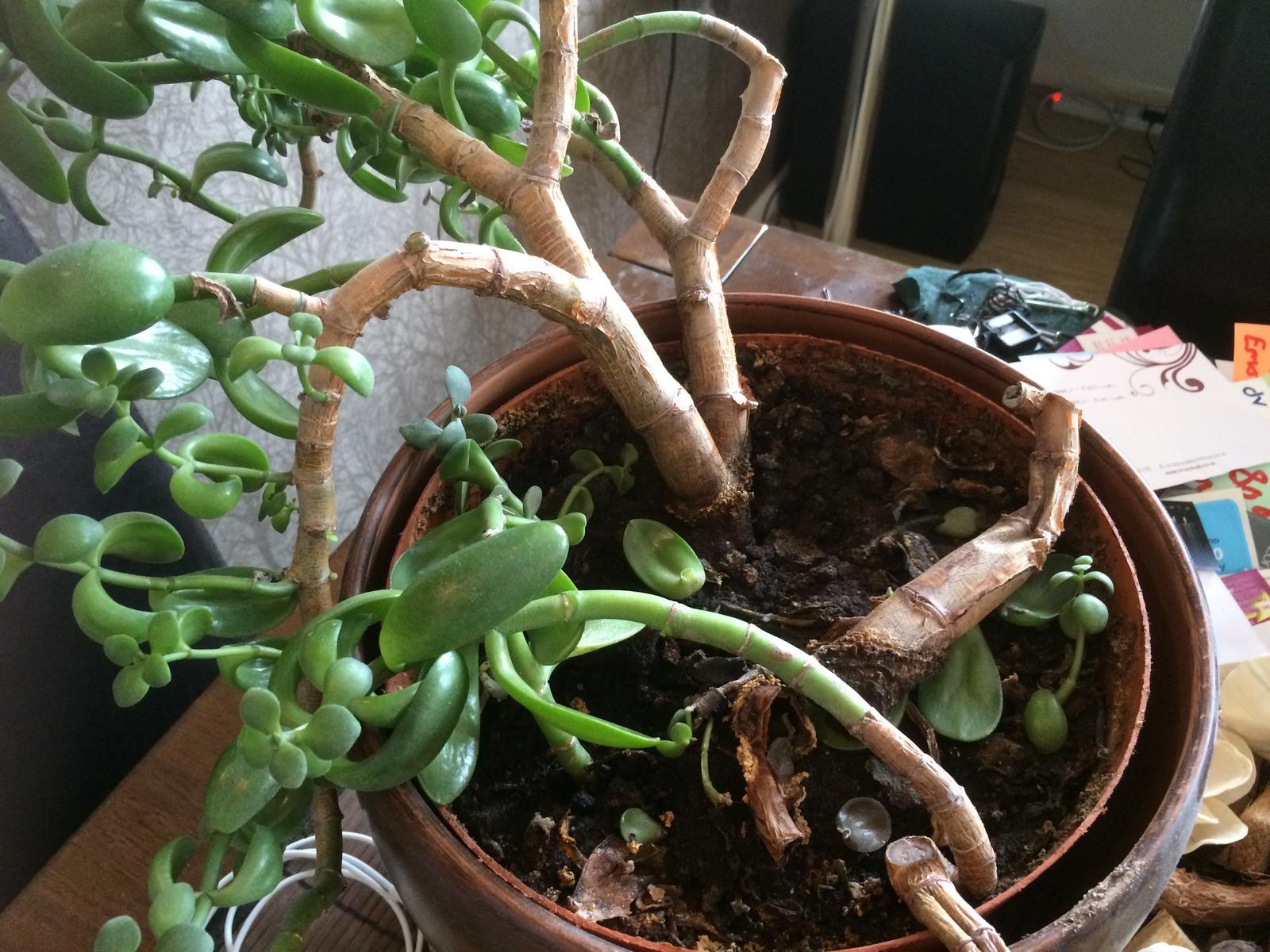 Img 4863 - Dying Jade Plant , HD Wallpaper & Backgrounds