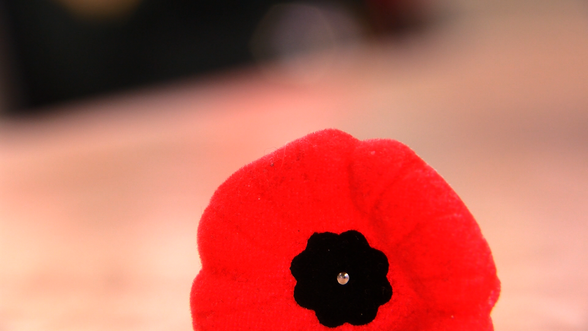 Remembrance Day Will Look Different This Sunday - Corn Poppy , HD Wallpaper & Backgrounds