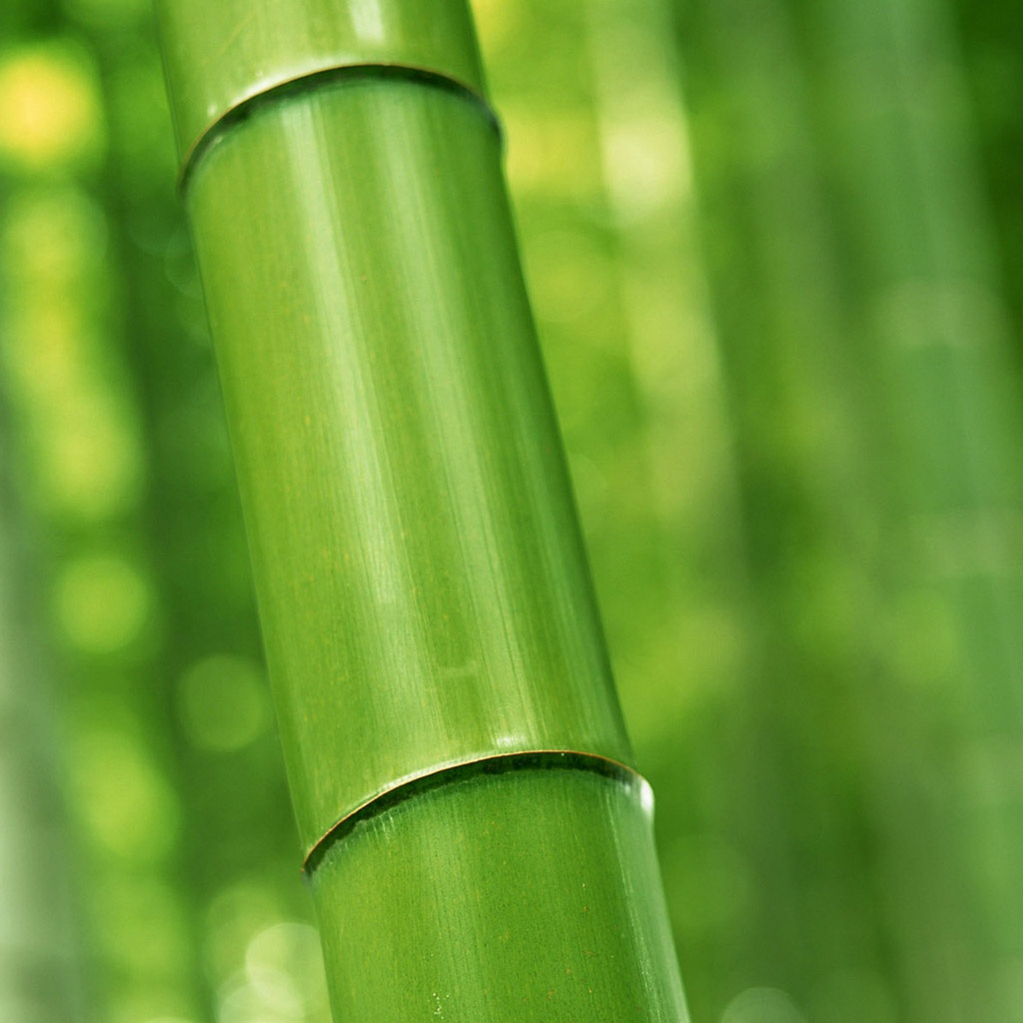 Ipad 3 Ratina Wallpaper - Green Bamboo , HD Wallpaper & Backgrounds