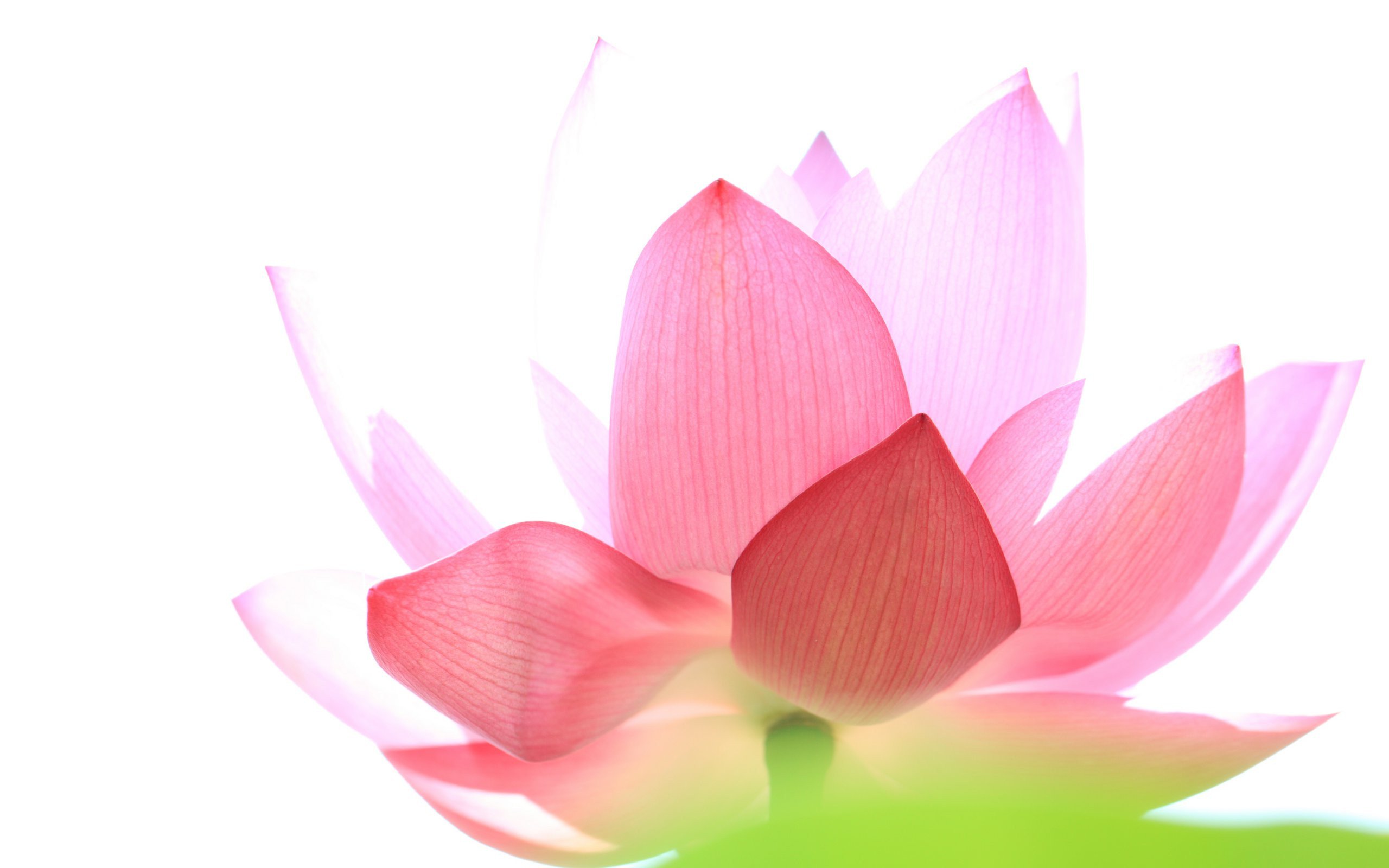 Pink Lotus Wallpaper 09934 Baltana - Lotus High Resolution , HD Wallpaper & Backgrounds