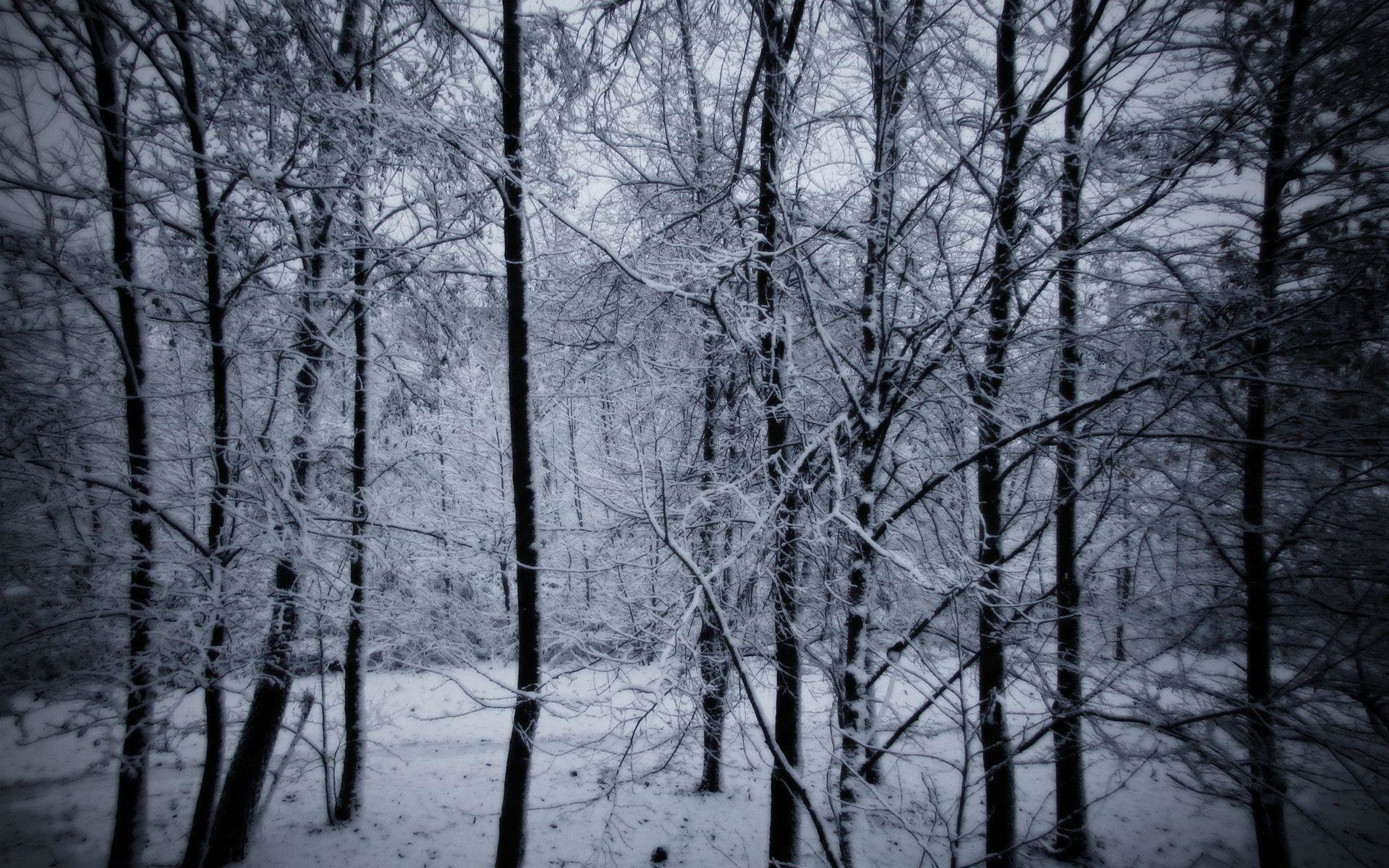 Snowy Forest Wallpaper - Dark Snowy Forest Background , HD Wallpaper & Backgrounds