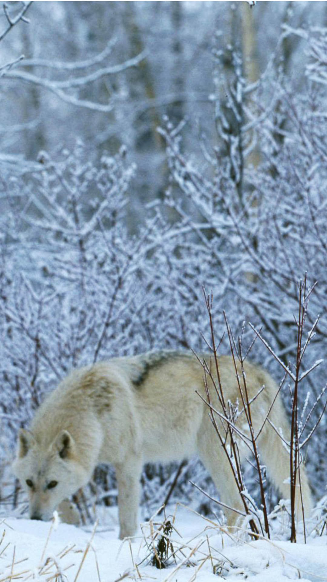 Wolf Snow Wallpapers - Fauna In Romania , HD Wallpaper & Backgrounds