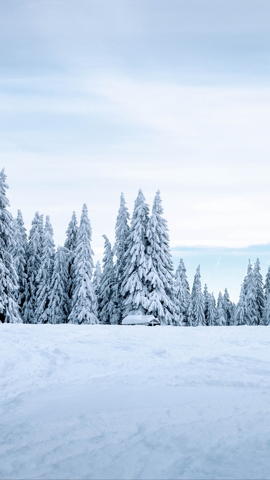 Wallpaper Snow, Winter, Trees, Winter Landscape, Snowy - Snow , HD Wallpaper & Backgrounds