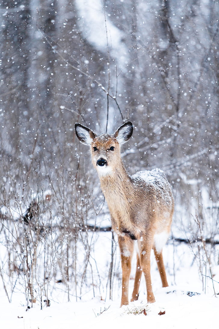 Macro Photo Of Reindeer During Winter Season, Wallpaper, - Hd Winter Iphone Background , HD Wallpaper & Backgrounds