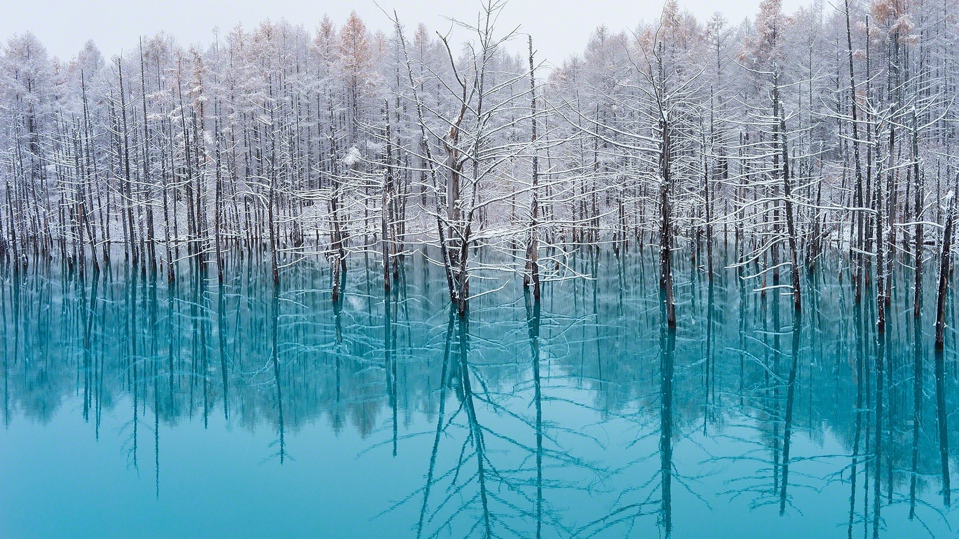 Lake, Trees, Nature, Turquoise, Water, Snow, Reflection, - Japan Nature Winter , HD Wallpaper & Backgrounds