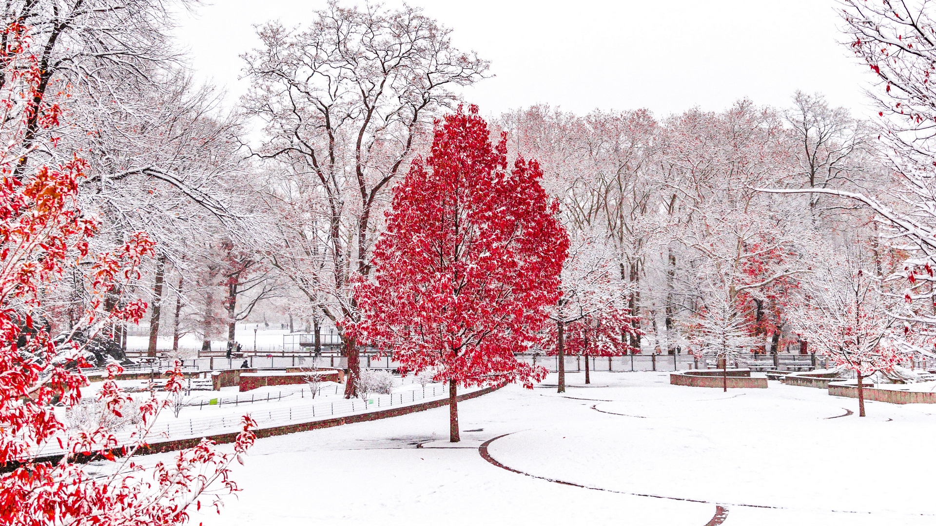 Collection - Winter - Red Tree In Snow , HD Wallpaper & Backgrounds