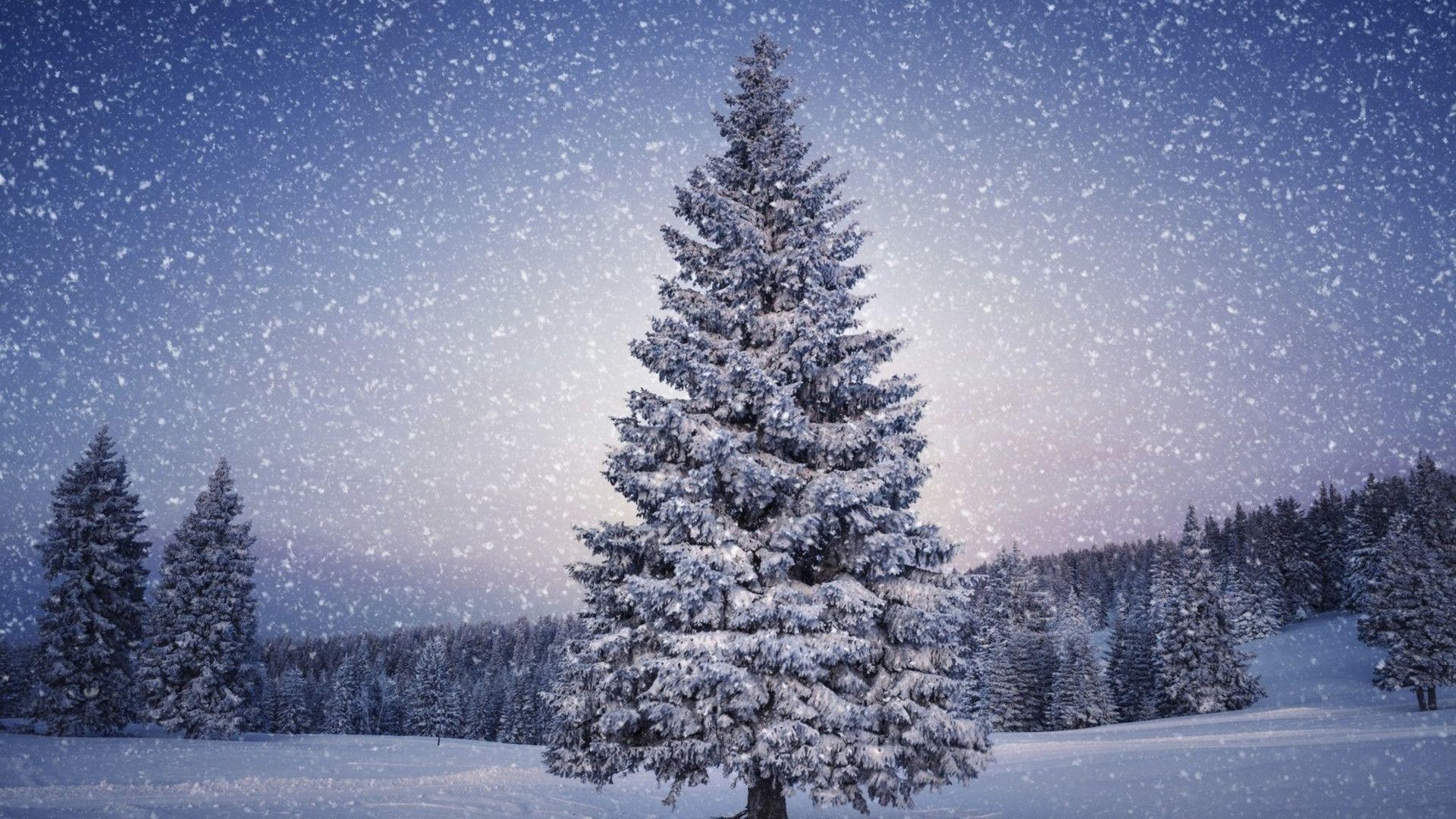 Winter - Christmas Tree , HD Wallpaper & Backgrounds