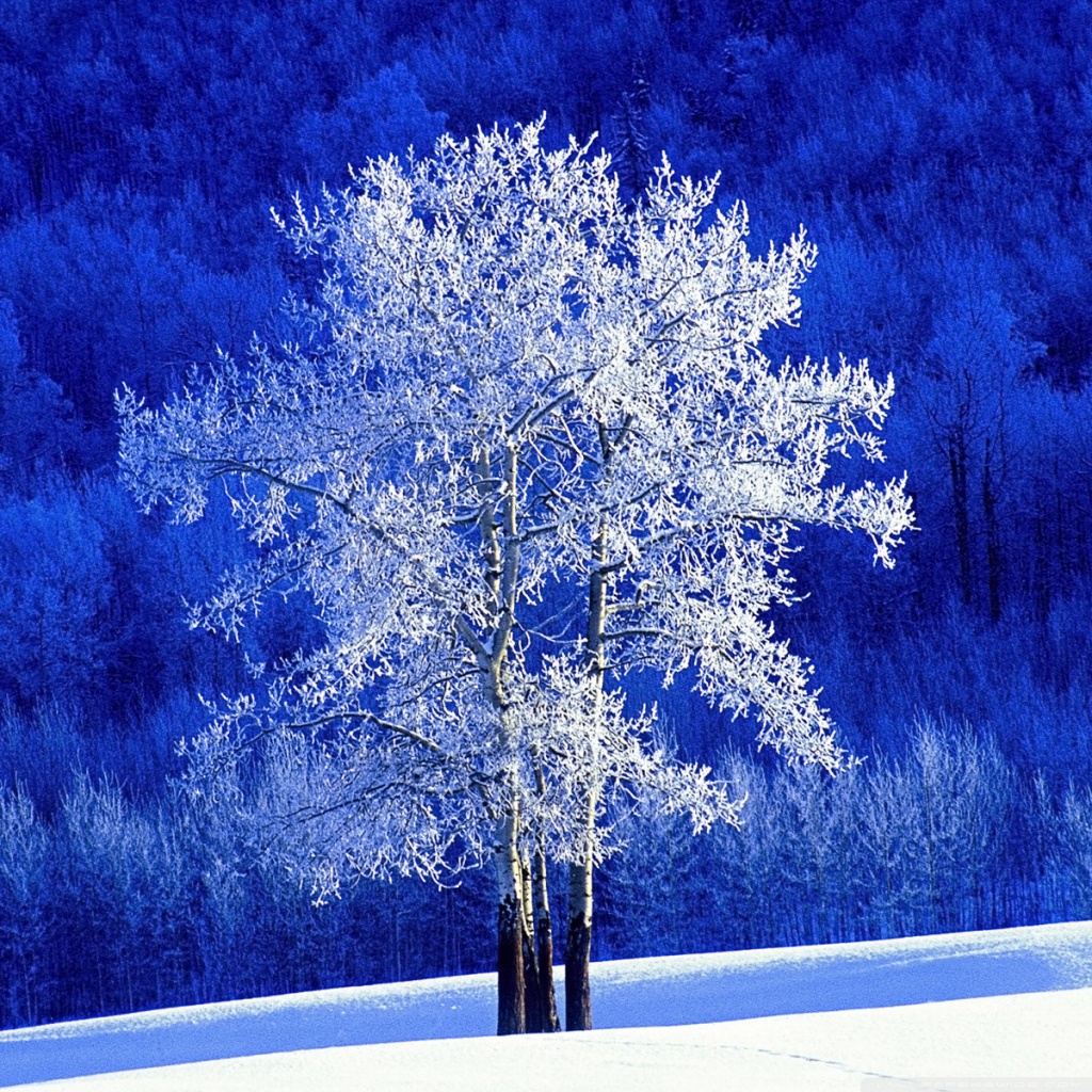 Winter Wonderland Hd Desktop Wallpaper - Winter Season In Canada , HD Wallpaper & Backgrounds