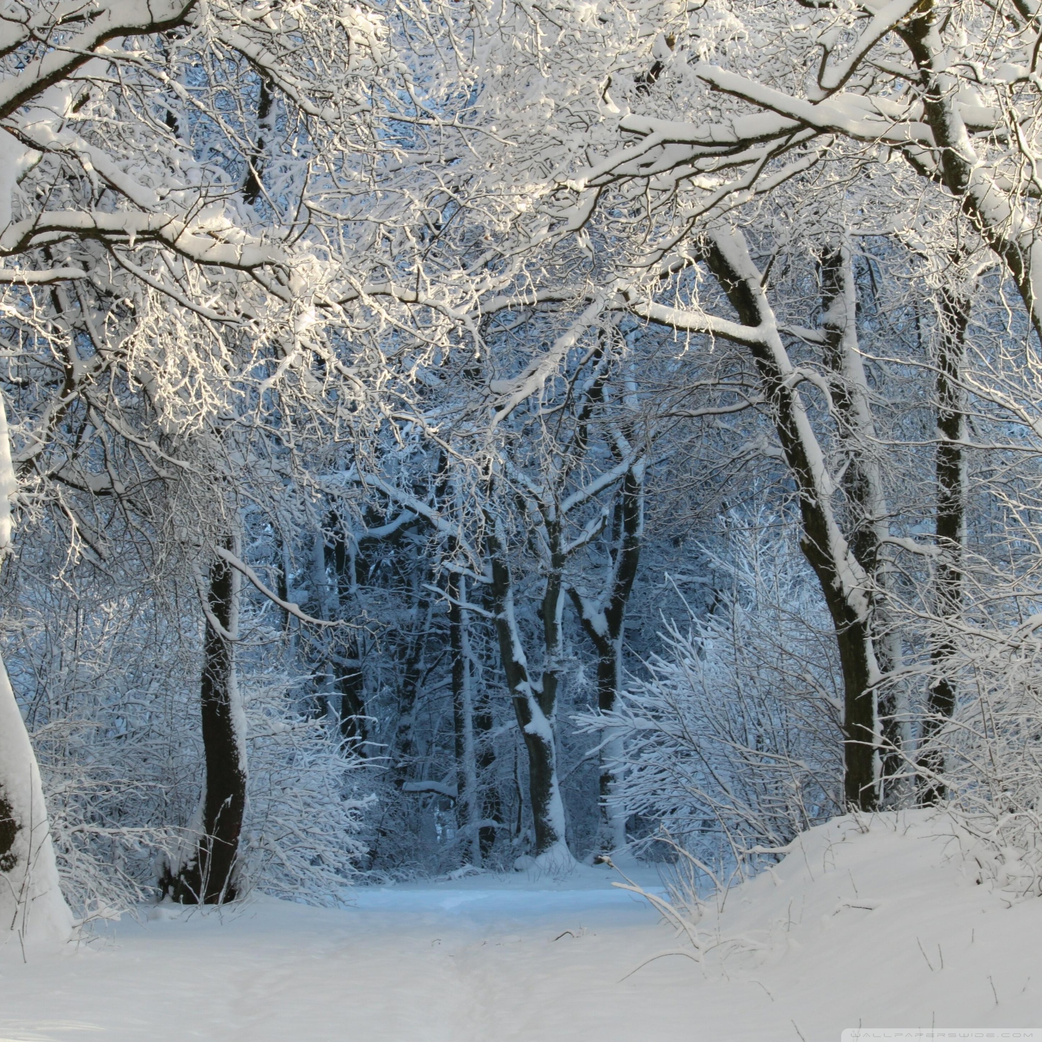 Wunderschone Winter Wallpaper Themes Zum Download Bilder - Winter Wallpapers Ipad Pro , HD Wallpaper & Backgrounds