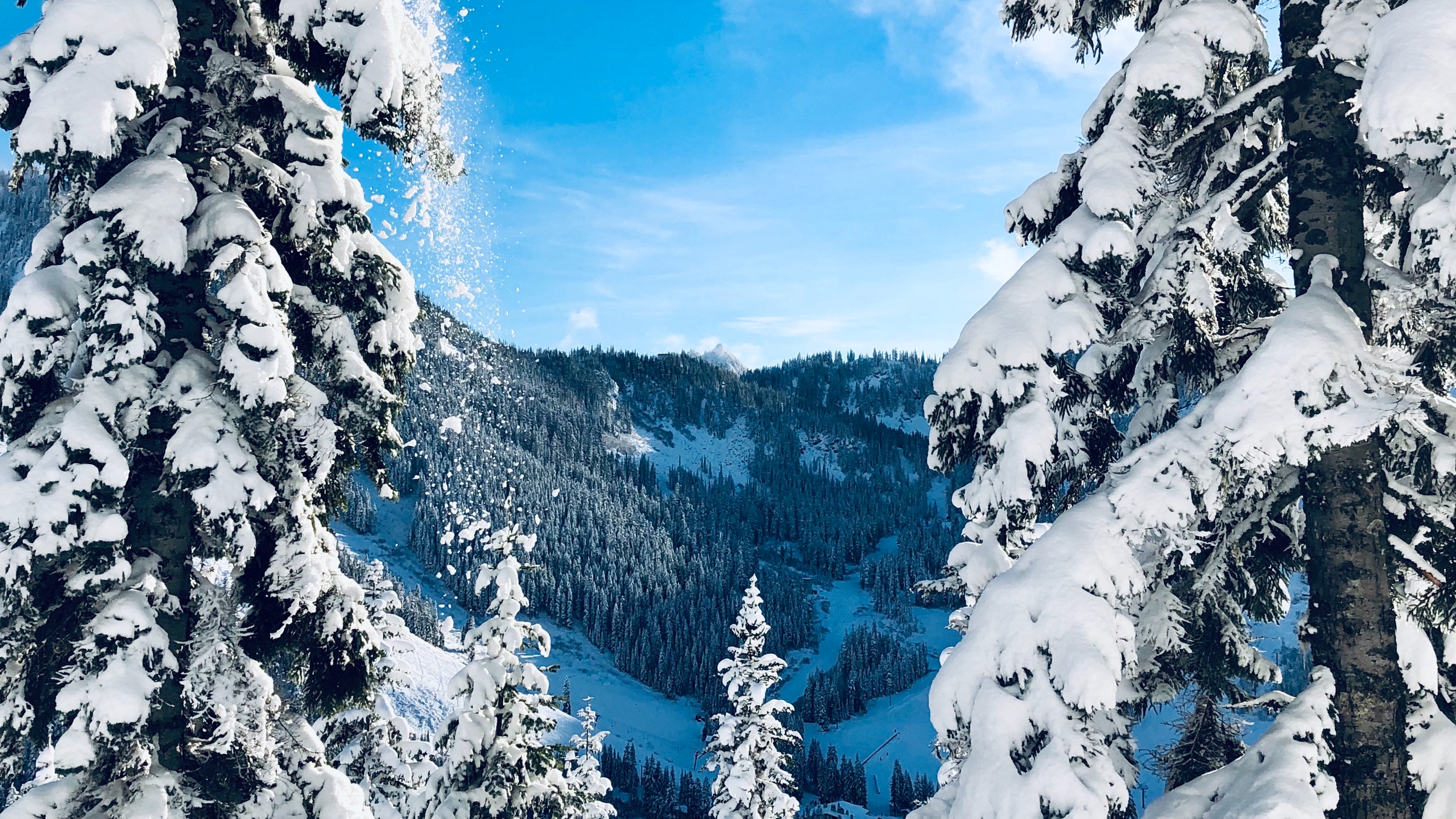 Wallpaper Winter, Snow, Trees, Fir-trees, Snowy, Landscape , HD Wallpaper & Backgrounds