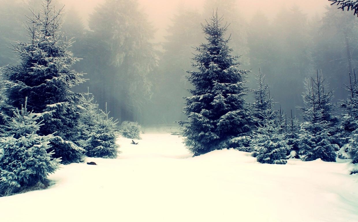 Winter Tumblr Themes Wallpaper - Fir Tree In Snow , HD Wallpaper & Backgrounds