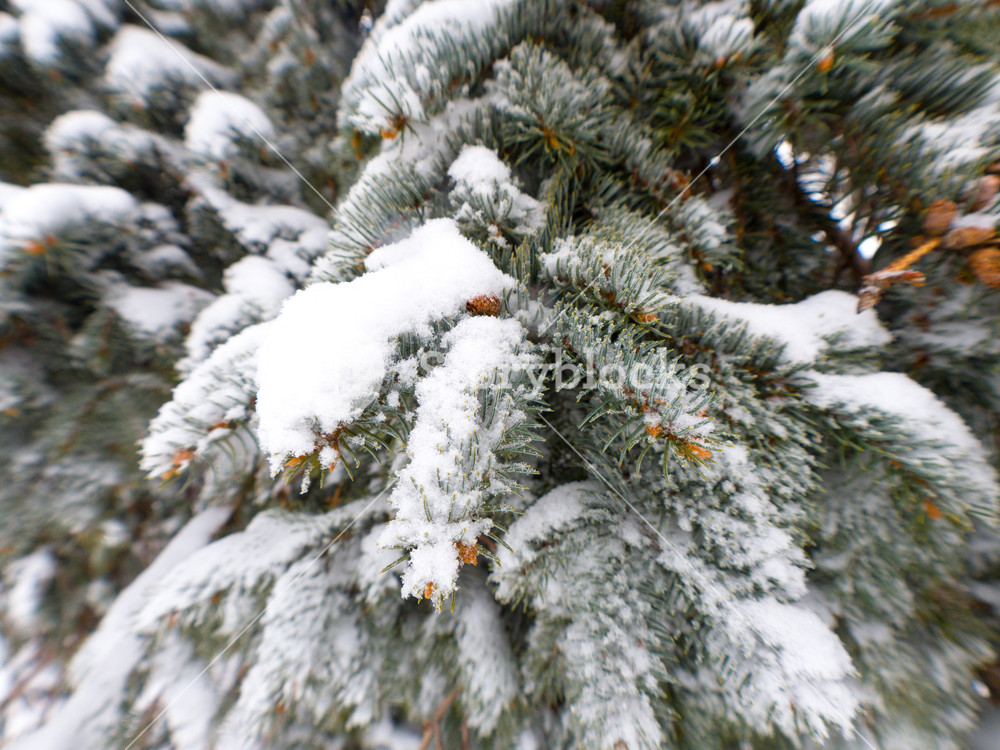 Vivid Close Up View Of A Snow Covered Evergreen Pine - Snowy Pine Tree Close Up , HD Wallpaper & Backgrounds