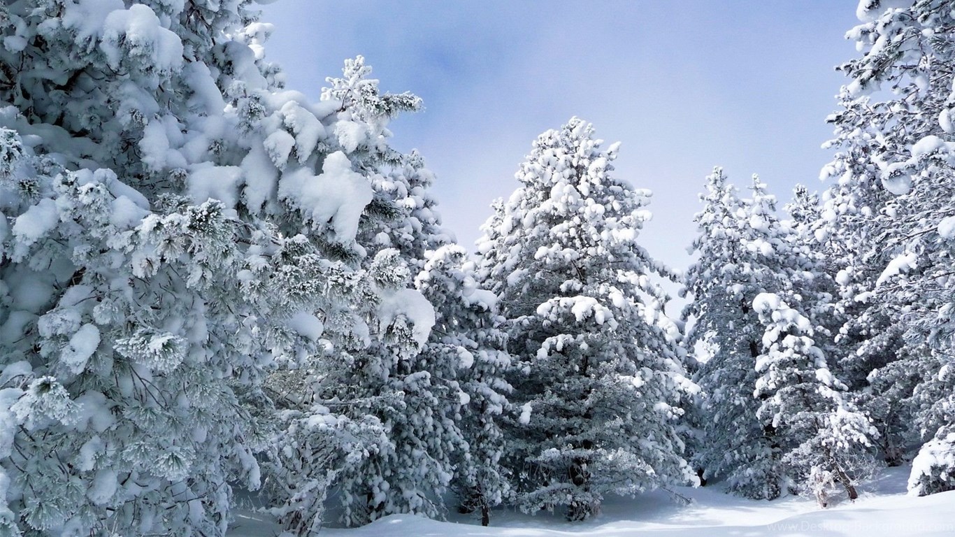 Pretty Snowy Forests , HD Wallpaper & Backgrounds