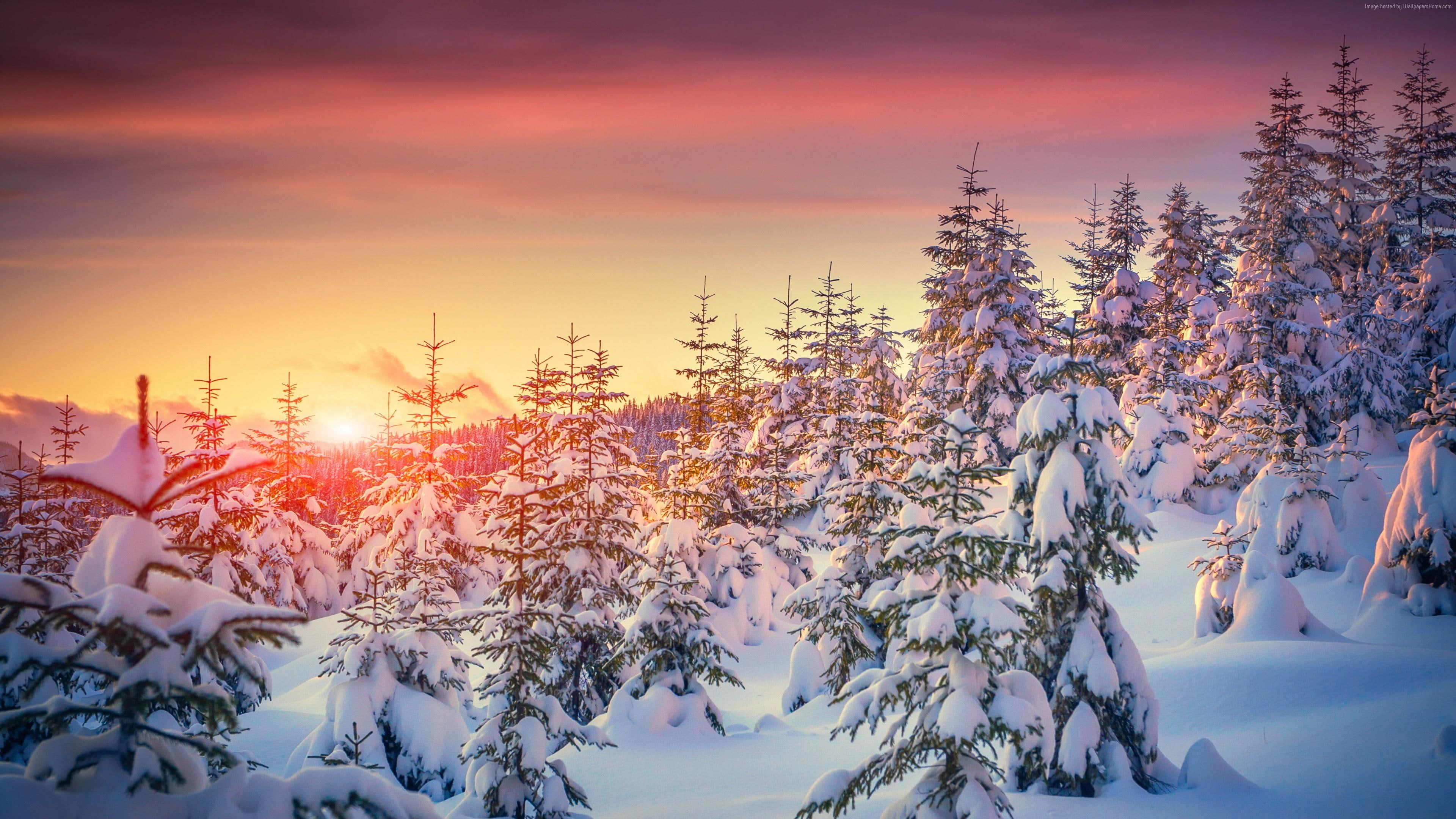 Snowy, Pine Forest, Sunlight, Fir, Tree, Landscape, , HD Wallpaper & Backgrounds