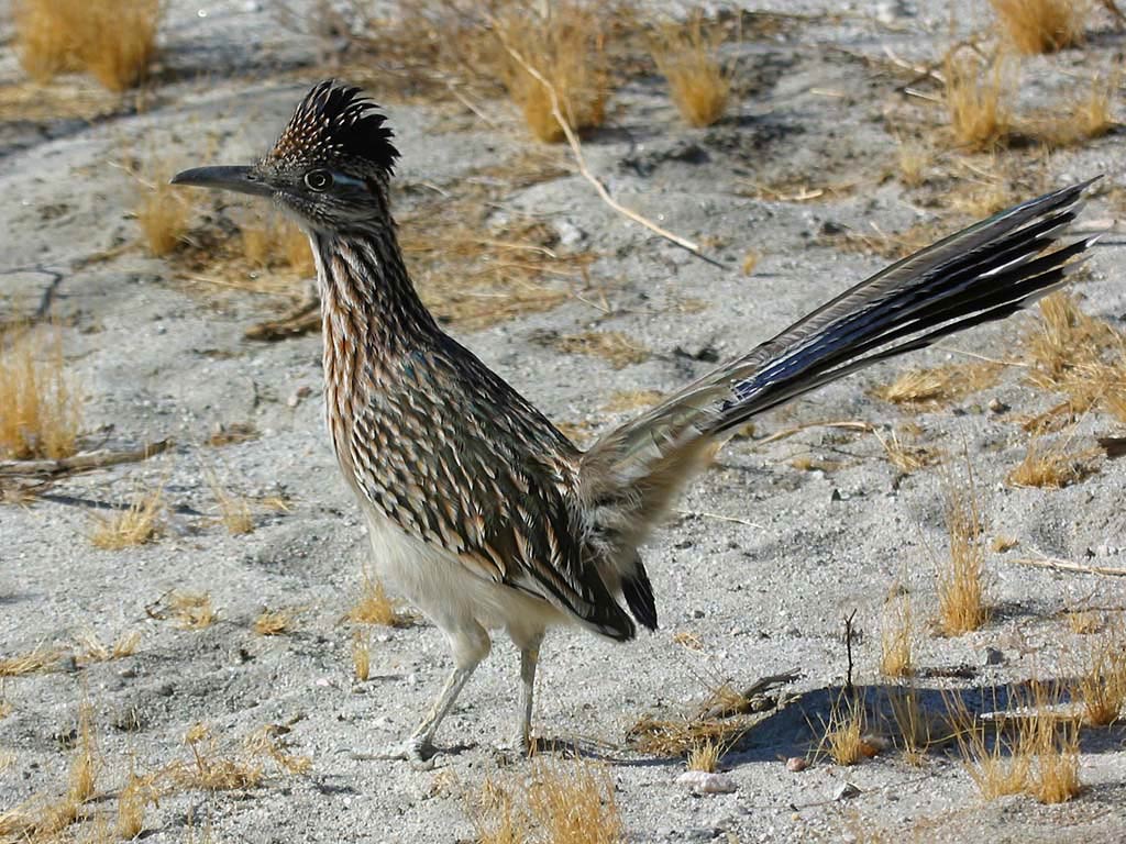 Free Roadrunner Wallpaper Download - New Mexico S State Bird , HD Wallpaper & Backgrounds