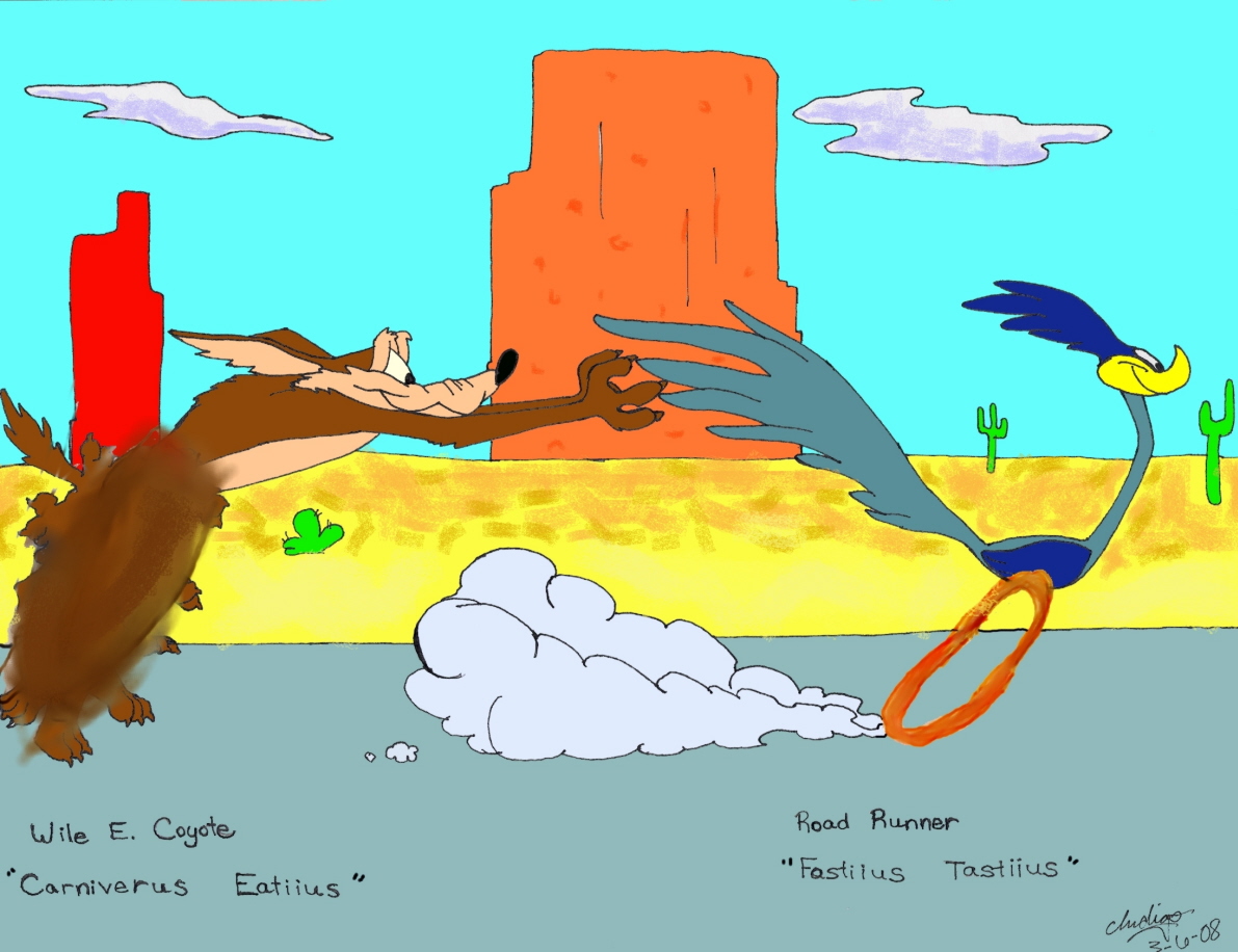 122 Best Wile E Coyote Images , HD Wallpaper & Backgrounds