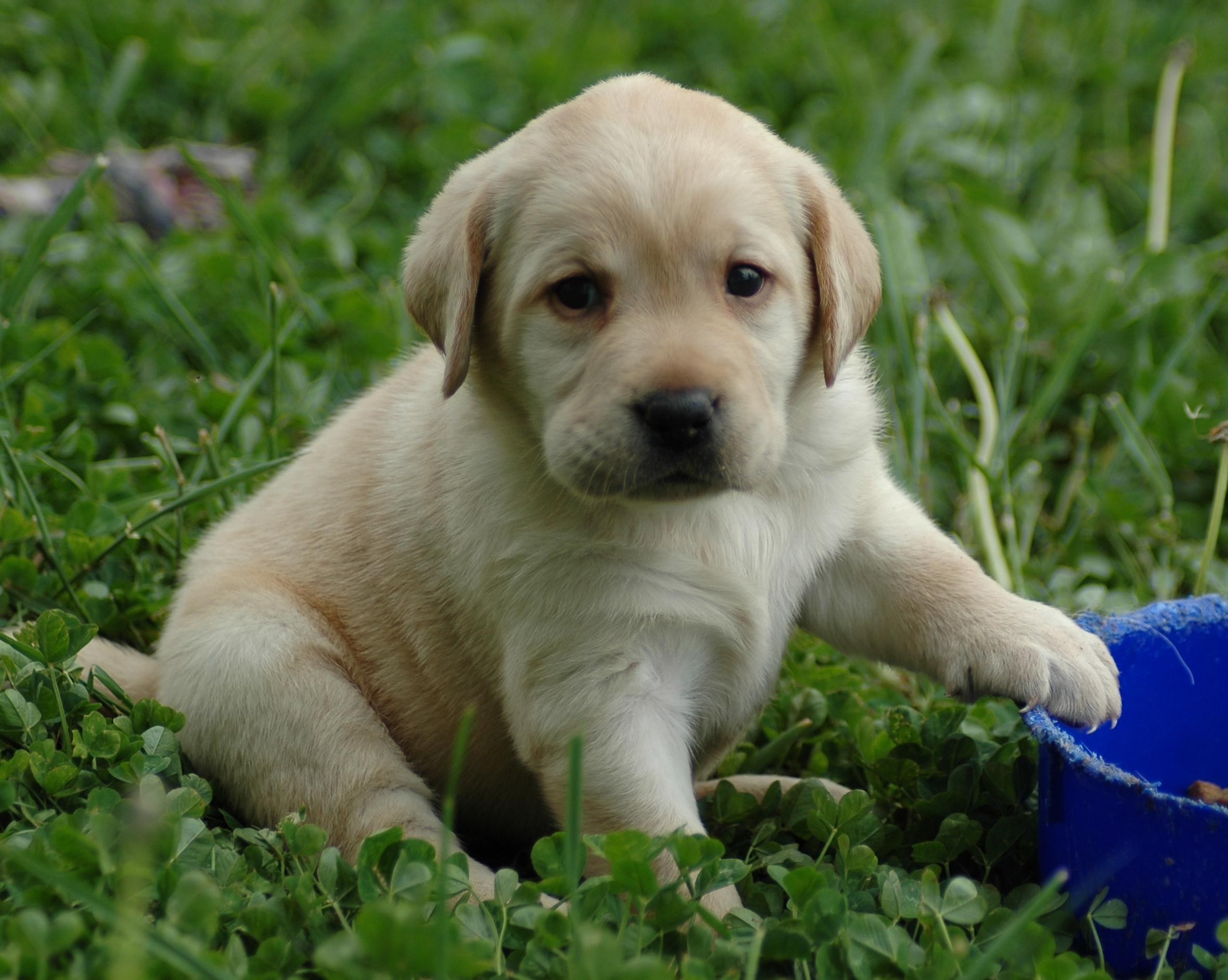 Maltipoo Dog Hd Wallpaper - Golden Labrador Puppy , HD Wallpaper & Backgrounds