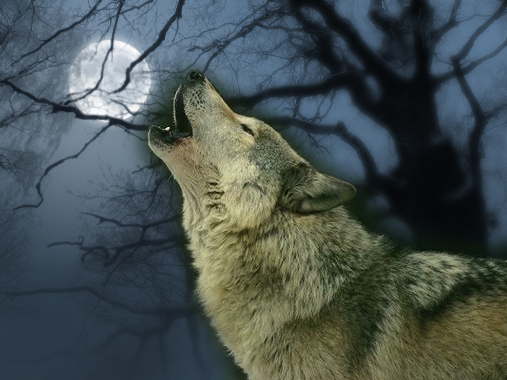 Wolf Hintergrund - Wolf Amazing , HD Wallpaper & Backgrounds