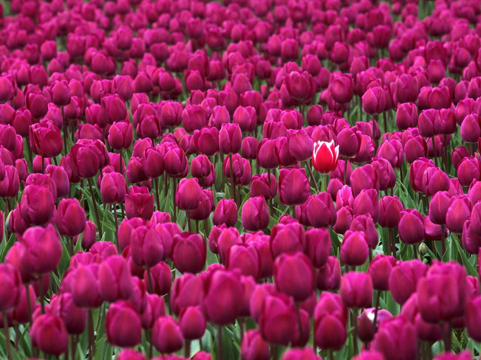 Lindos Campos De Flores - Campos De Flores Rosas , HD Wallpaper & Backgrounds