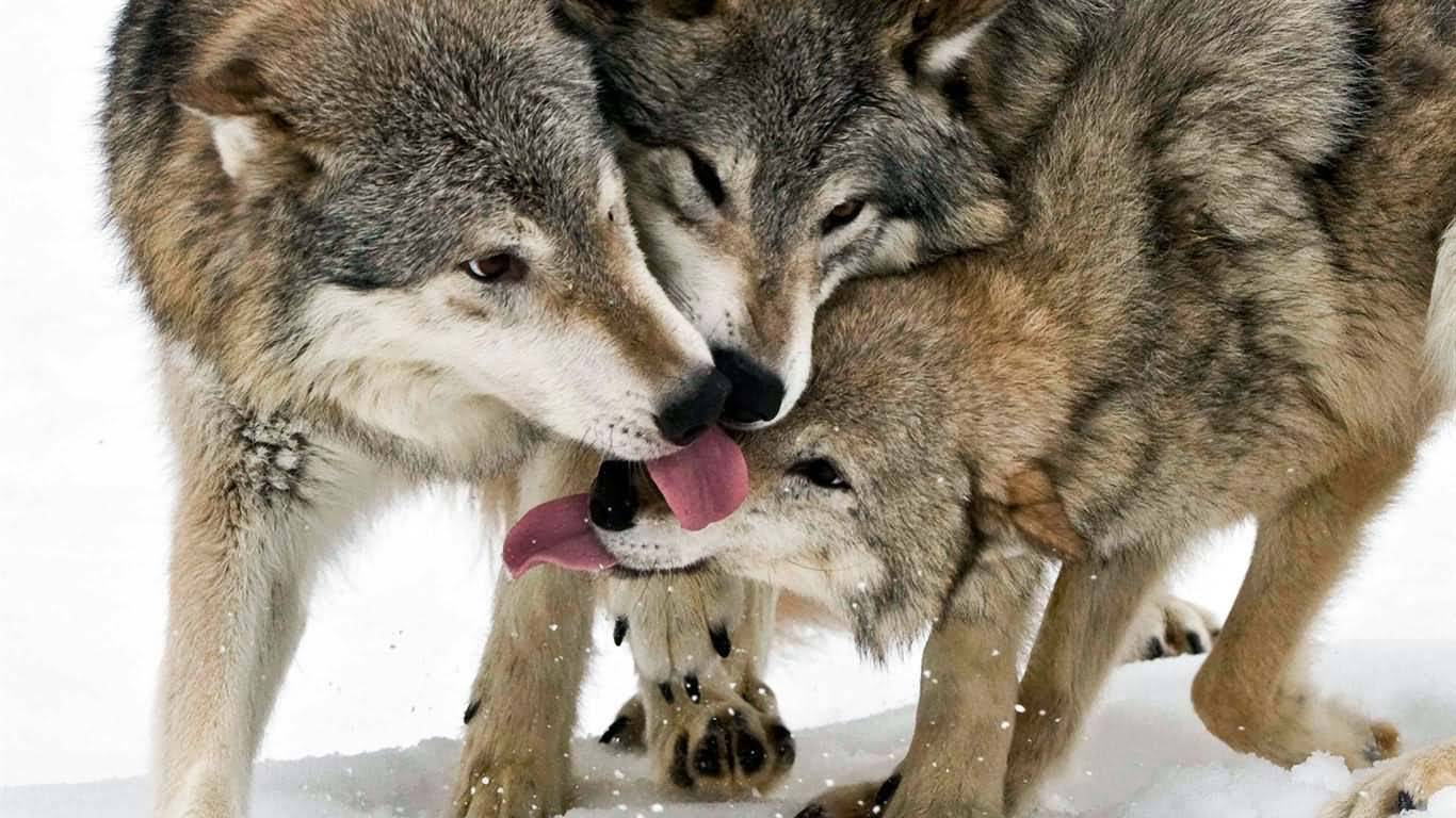 Great Love Between The Snow Wolves Full Hd Wallpaper - Wolves Licking Each Other , HD Wallpaper & Backgrounds