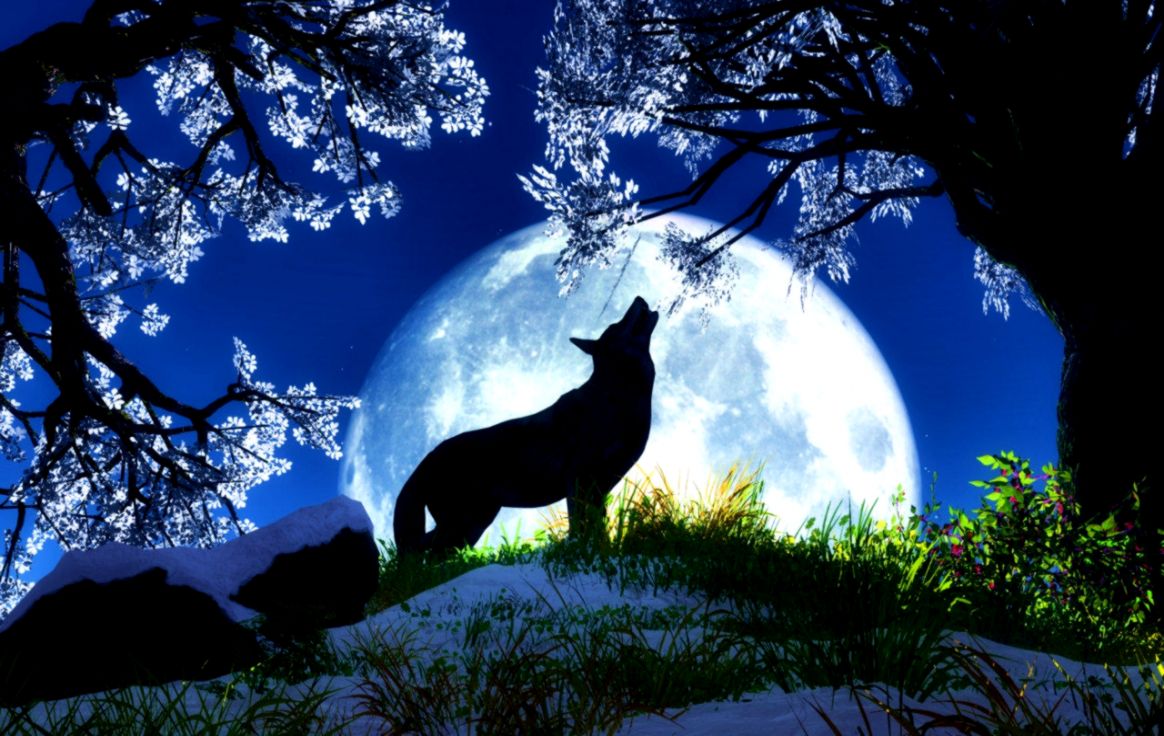 Animal Wallpaper Wolves Animal Wallpapers Hd Wallpapers - Wolf Howling In The Moonlight , HD Wallpaper & Backgrounds