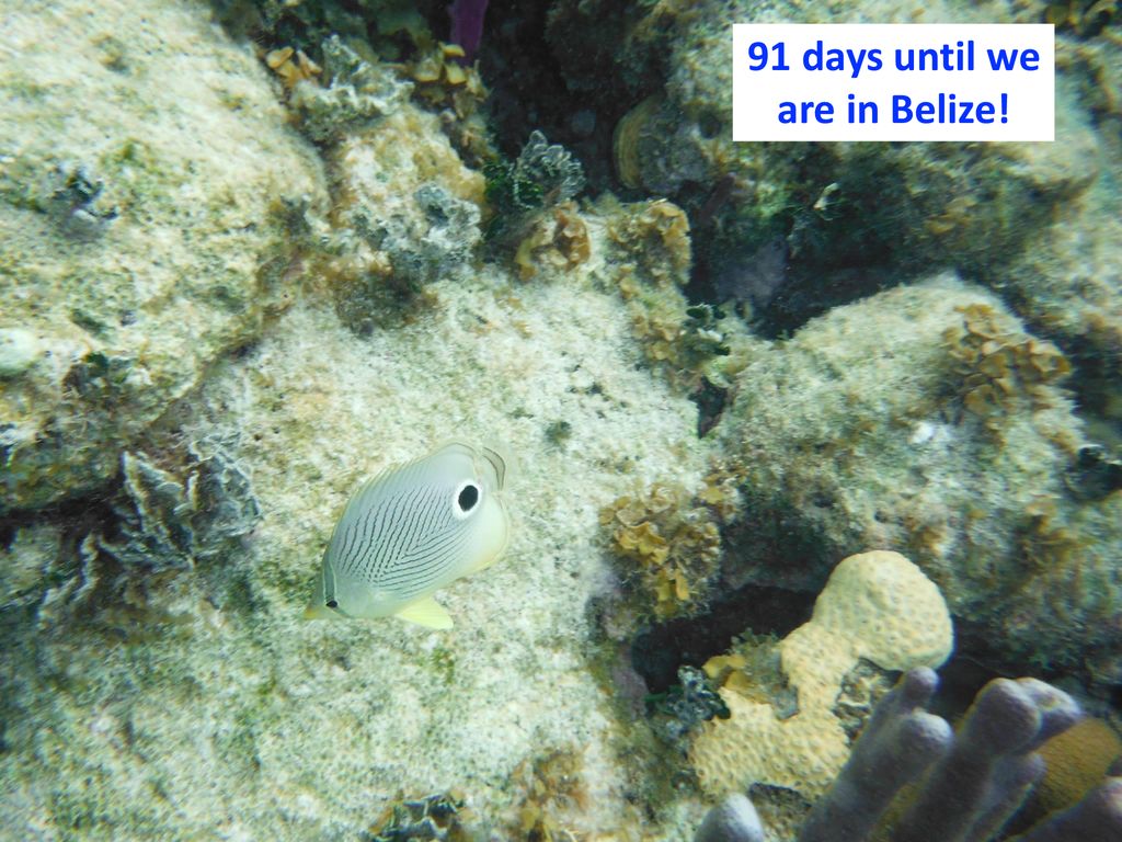 1 91 Days Until We Are In Belize - Underwater , HD Wallpaper & Backgrounds
