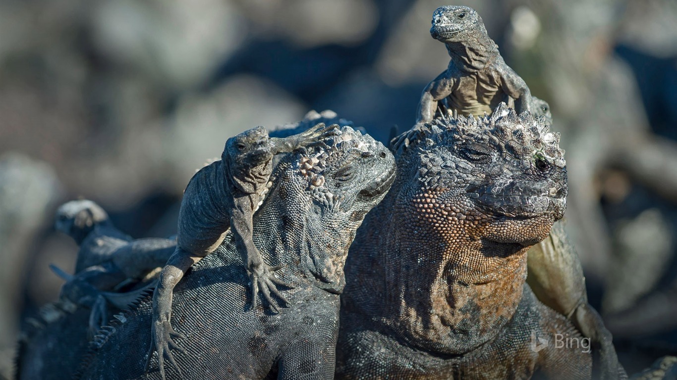 Ecuador Marine Iguanas Galapagos Islands-2017 Bing - Морская Игуана , HD Wallpaper & Backgrounds