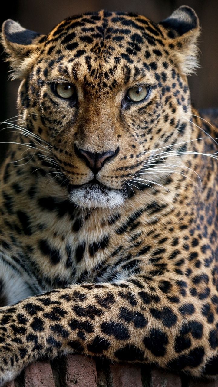 Confident, Predator, Leopard, Animal, Wallpaper - Leopard , HD Wallpaper & Backgrounds