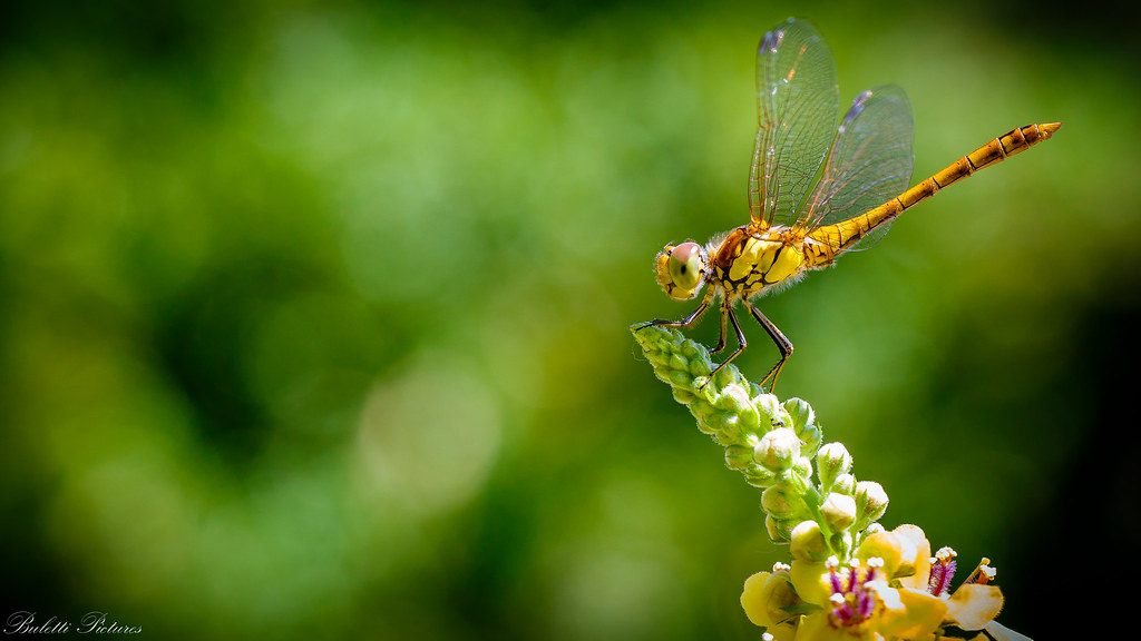 Dragonfly Tags - Net-winged Insects , HD Wallpaper & Backgrounds