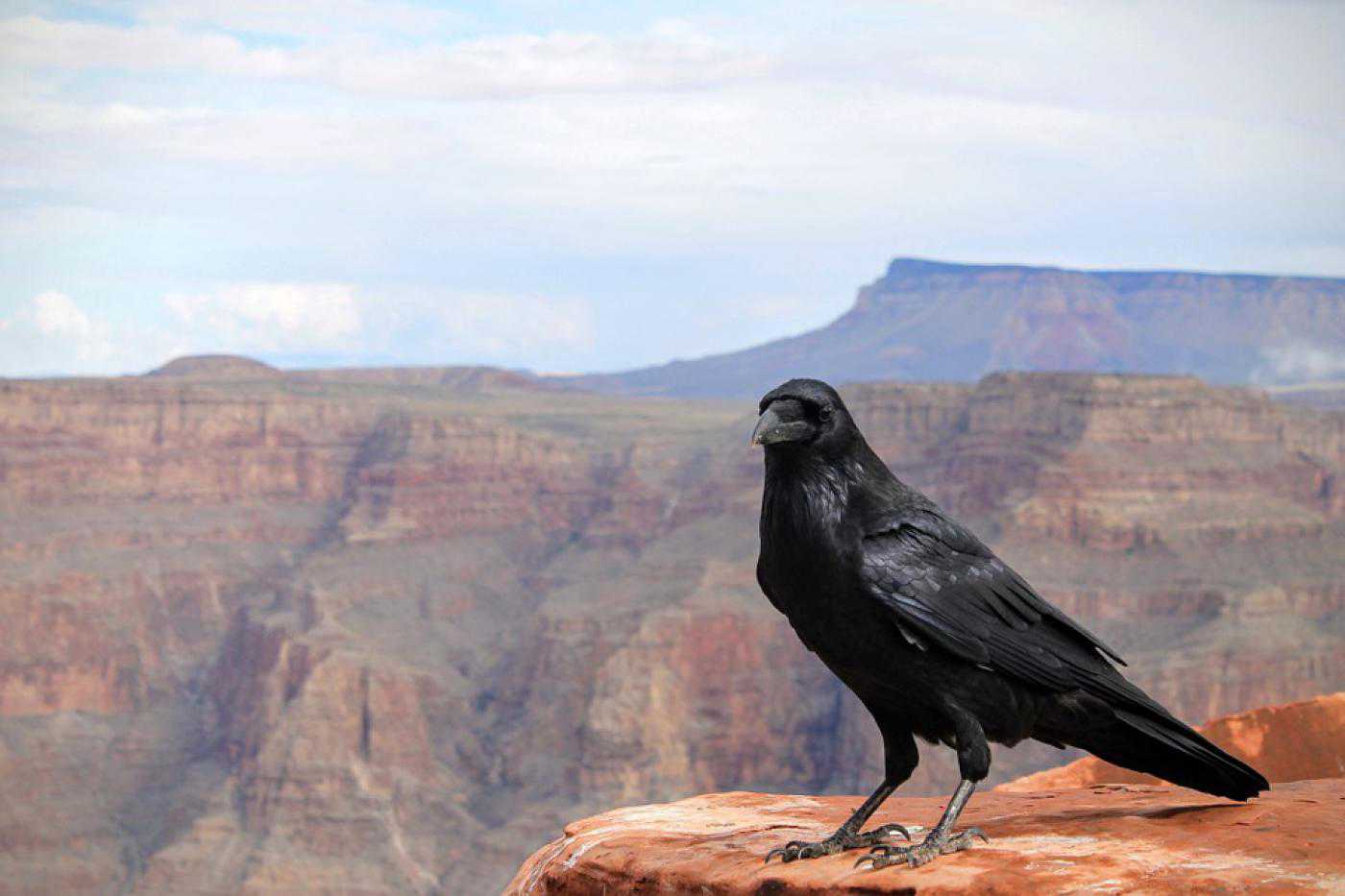 Animals Raven Crow Bird Grand Canyon - Ravens Grand Canyon , HD Wallpaper & Backgrounds