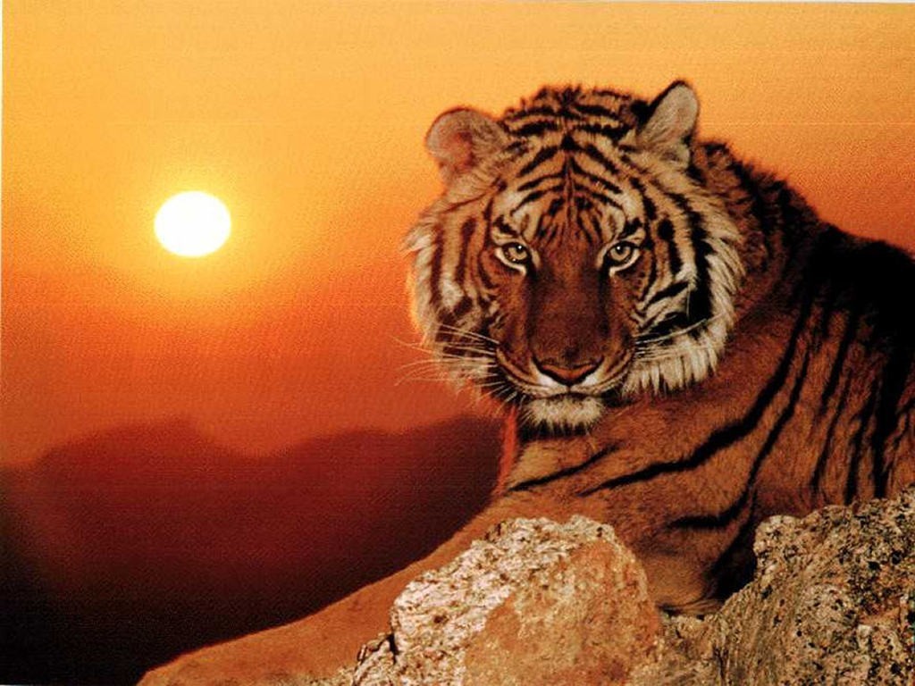 Tiere An Land - Tiger In The Sun , HD Wallpaper & Backgrounds