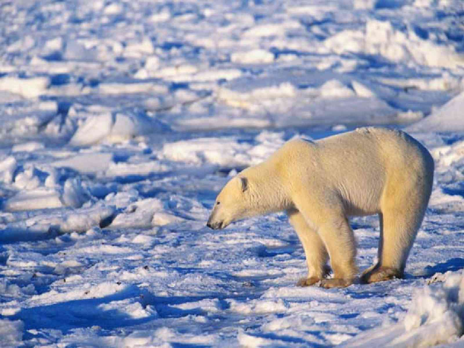 Wallpaper Tiere Eisbären Verwandt Mit Eisbär Bilder - Tundra Biome , HD Wallpaper & Backgrounds