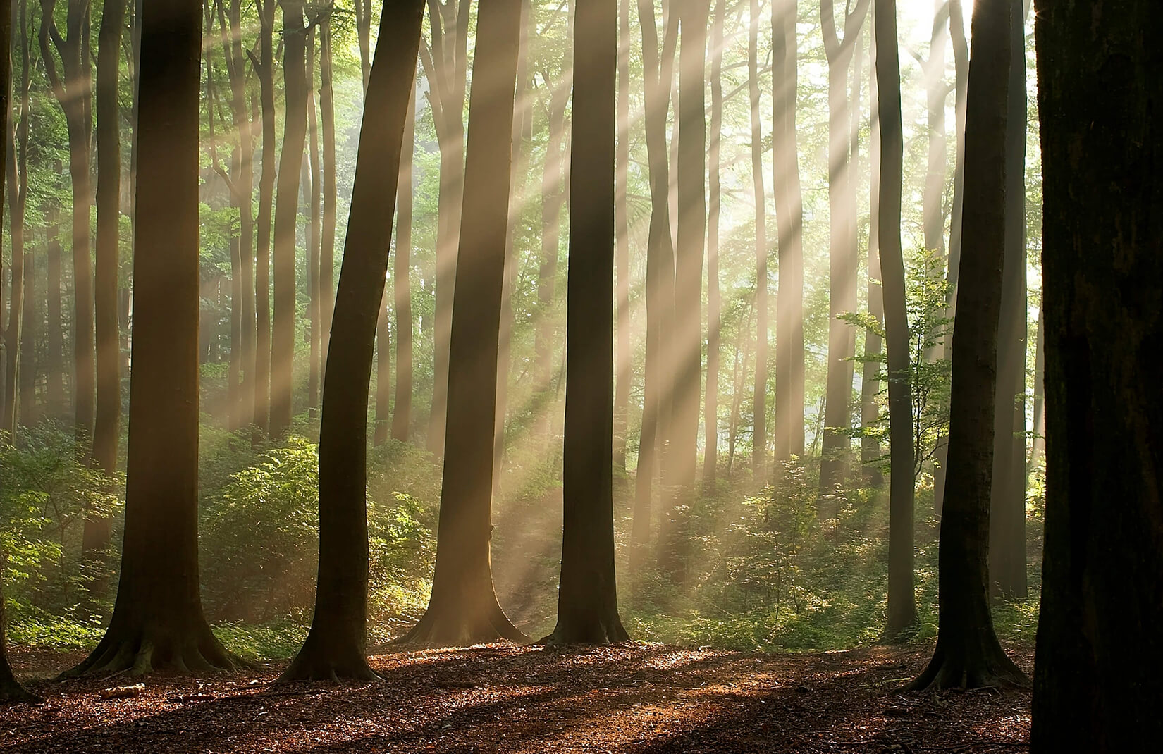 Light Through Trees Forest , HD Wallpaper & Backgrounds