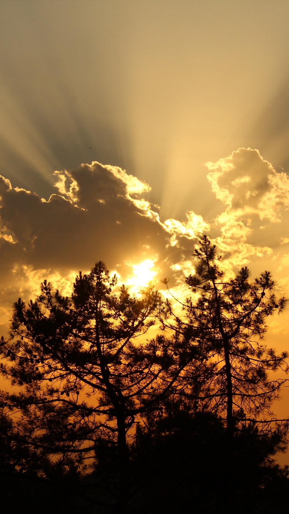 Wallpaper Trees, Sunset, Clouds, Sun, Rays - Sun Clouds Trees , HD Wallpaper & Backgrounds