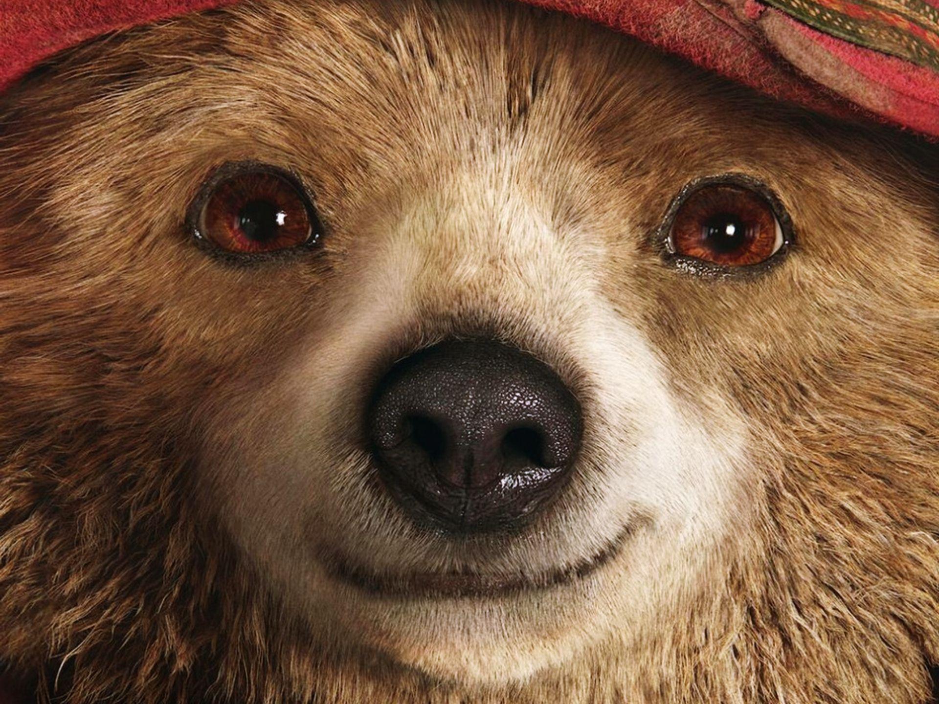 Paddington Movie Wallpaper - Paddington Bear Movie Cute , HD Wallpaper & Backgrounds