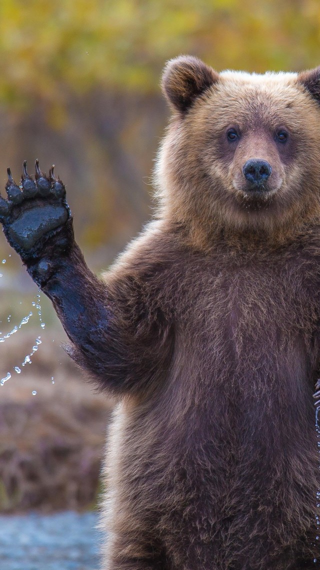 Bear, 4k, Hd Wallpaper, Hi, Water, National Geographic, - Bear Hi , HD Wallpaper & Backgrounds