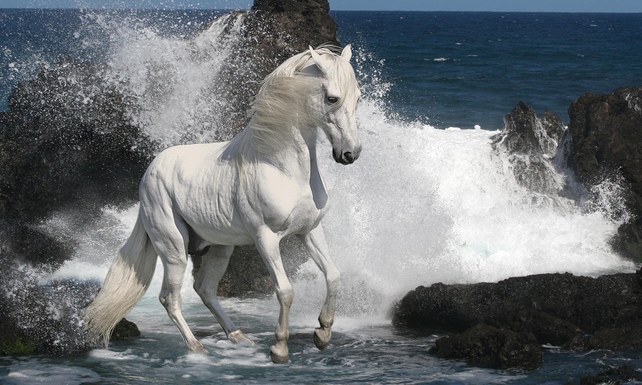 Wallpaper Resolutions - Horse At The Beach , HD Wallpaper & Backgrounds