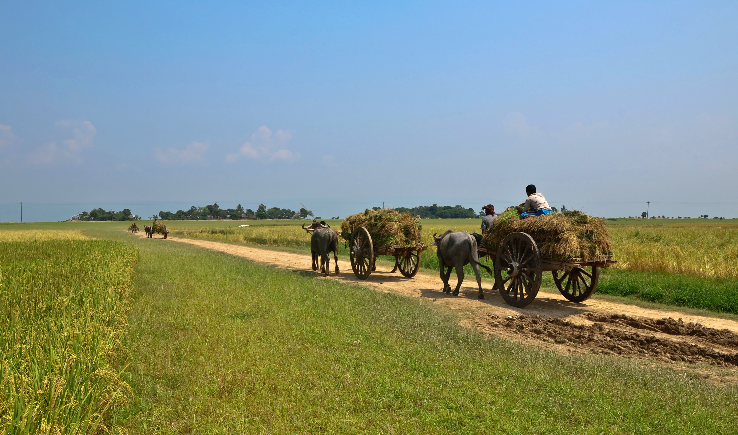 Bangladesh Wallpapers - Summer Season In Bangladesh , HD Wallpaper & Backgrounds