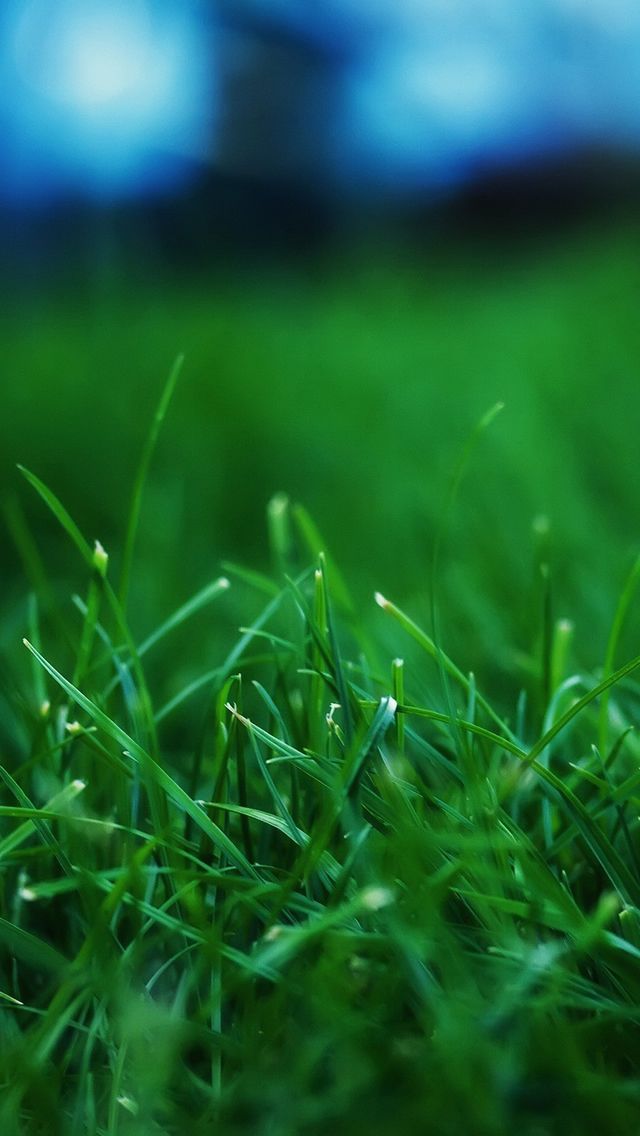 Grass Closeups - Soothing Wallpaper For Mobile , HD Wallpaper & Backgrounds